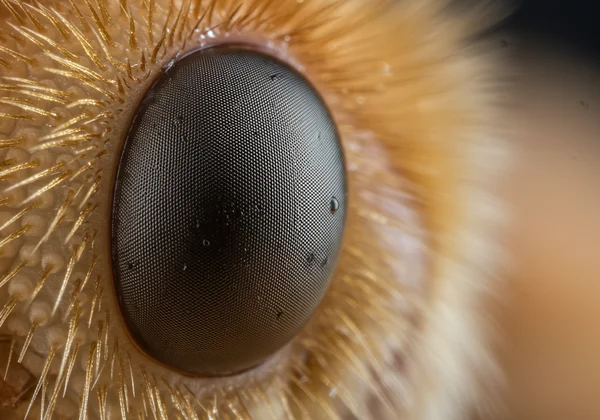 Macro shot showing razor-thin depth of field on a small subject